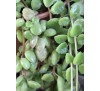 Плектрантус розпростертий (Plectranthus prostratus)